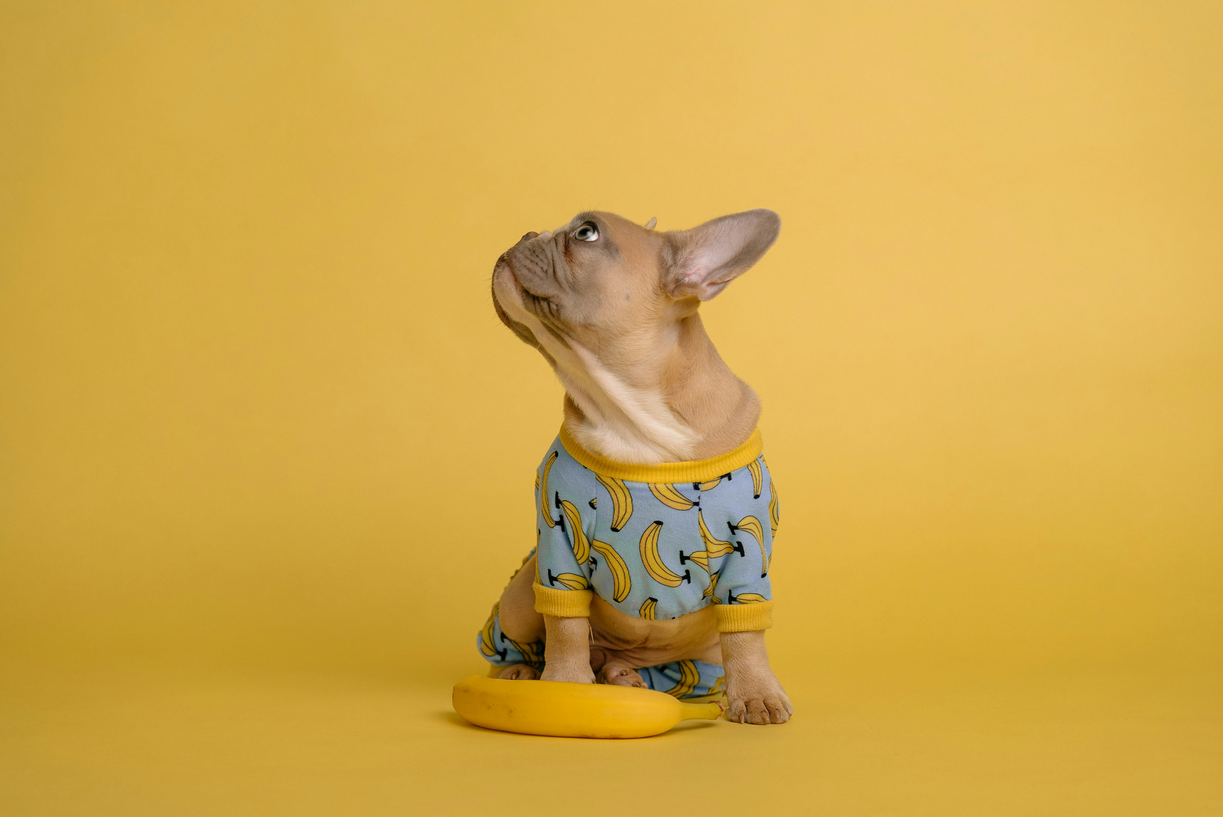 brown and white ceramic dog figurine